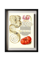 Martagon Lily and Tomato