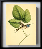 Mexican-Star Hummingbird