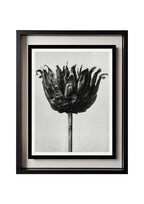 Centaurea Ruthenica (Star Thistle)