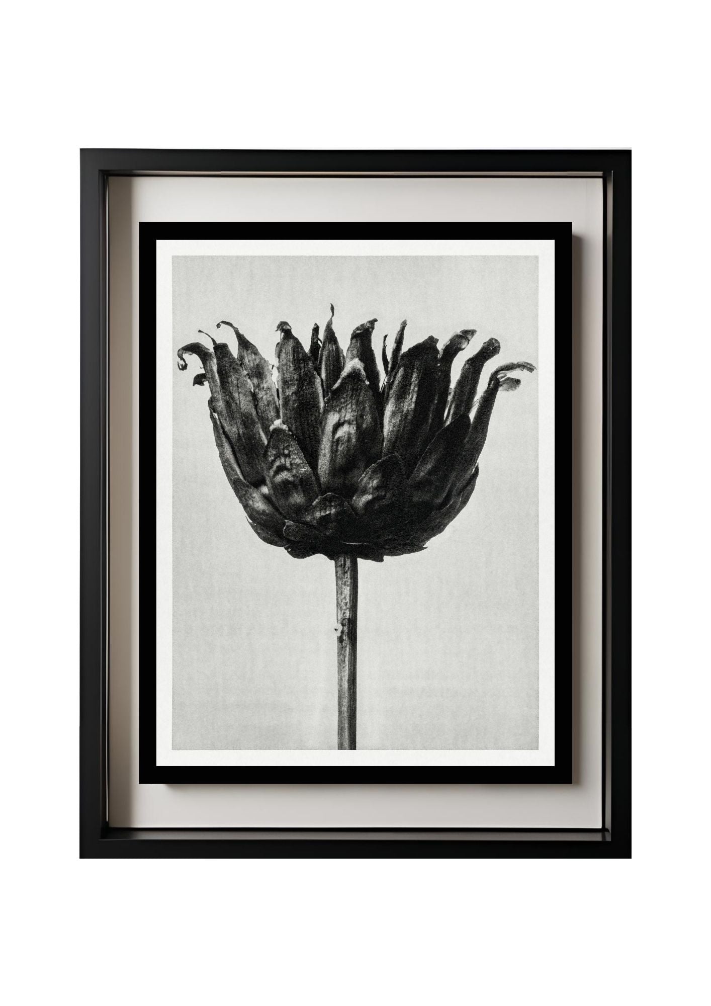 Centaurea Ruthenica (Star Thistle)