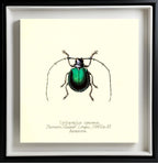Cyclopeplus Cyaneus