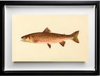 The Dolly Varden Trout (Adult Male) Salvelinus-Parkei
