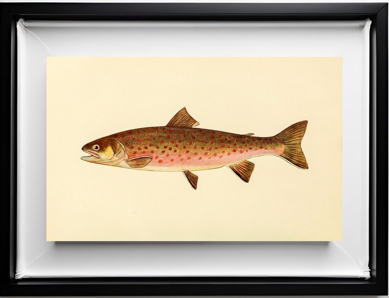 The Dolly Varden Trout (Adult Male) Salvelinus-Parkei