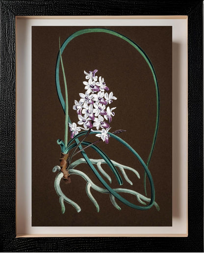 Aerides Mitratum