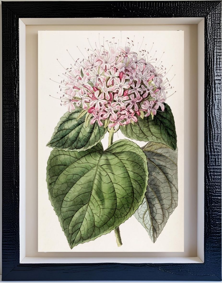 Fragrant Clerodendron