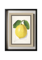 Lemon Citrus