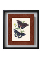 Papilio erechtheus