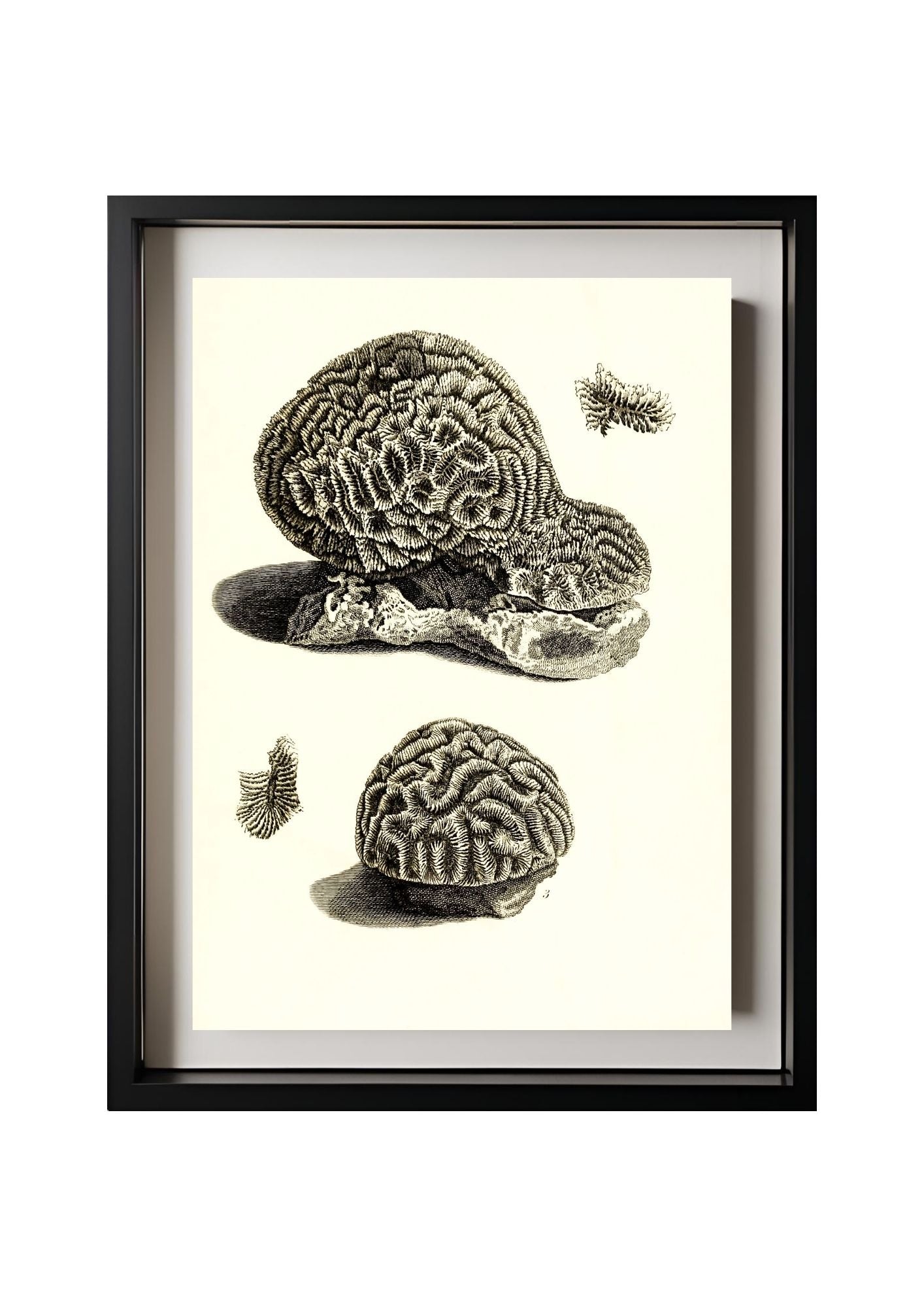 Meandrina daedalea; Meandrina labyrinthica