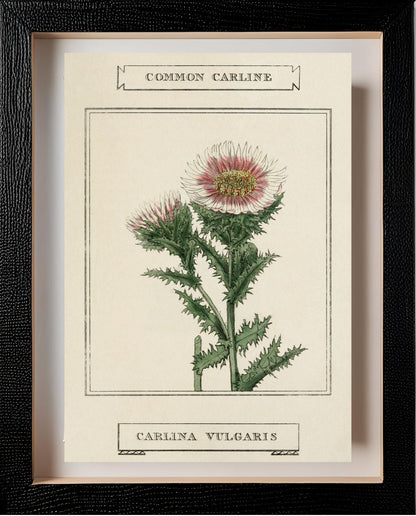 Common Carline