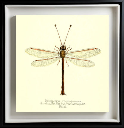 Helcopteryx Rhodiogramma