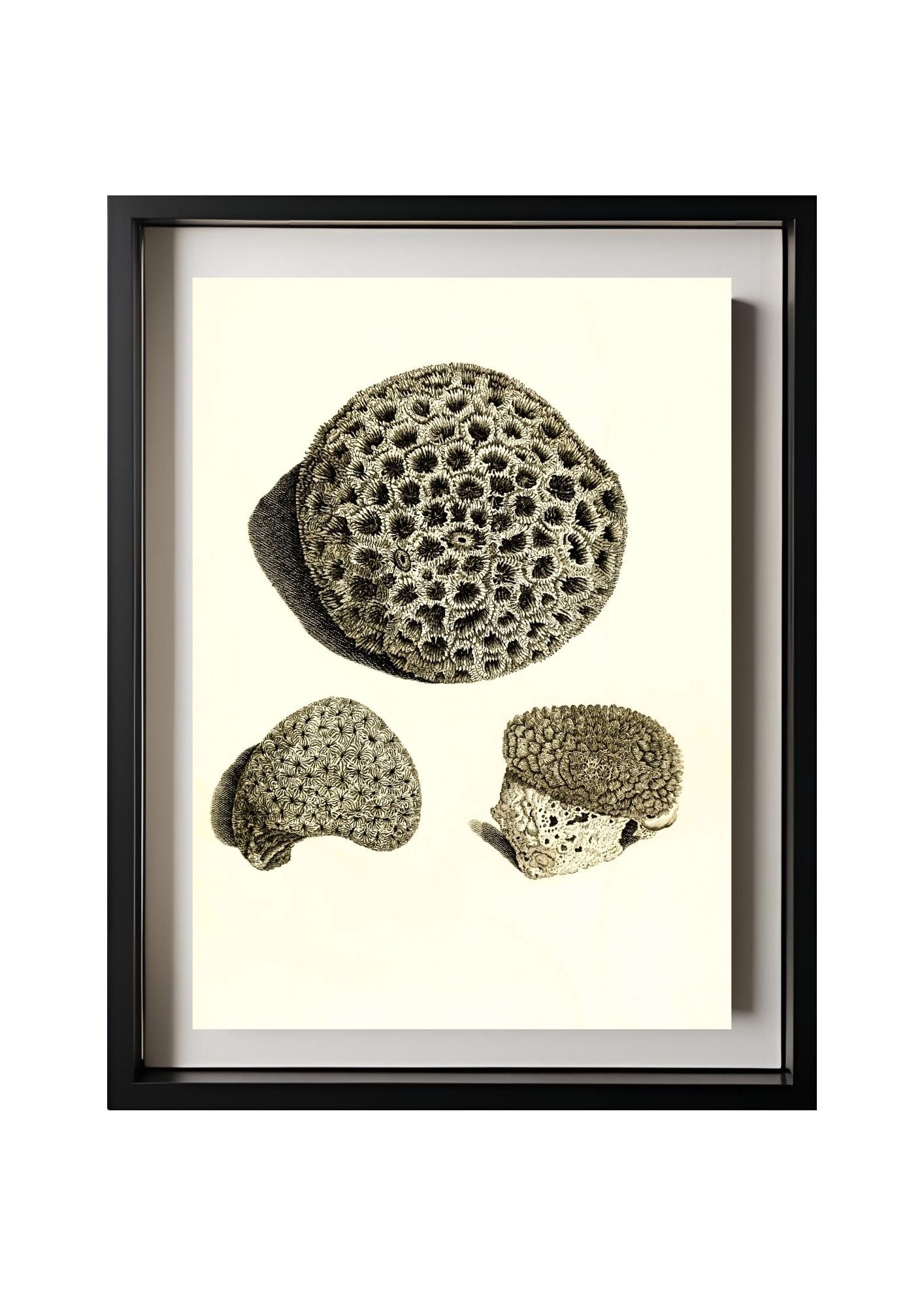 Astrea denticulata; Astrea siderea; Monticularia microconos