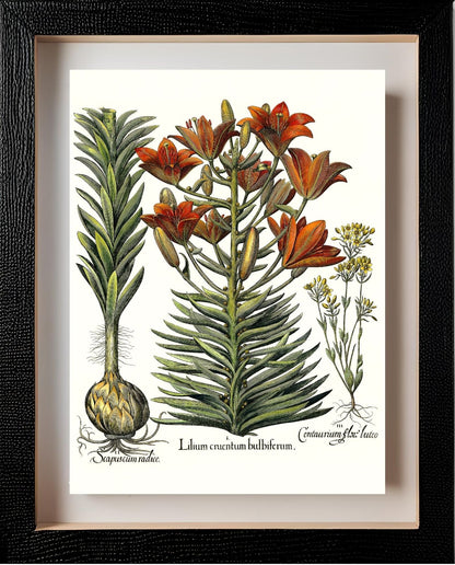 Orange lily with bulbils, Late-blooming blackstonia