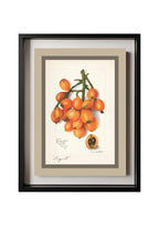 Loquats Eriobotrya Japonica