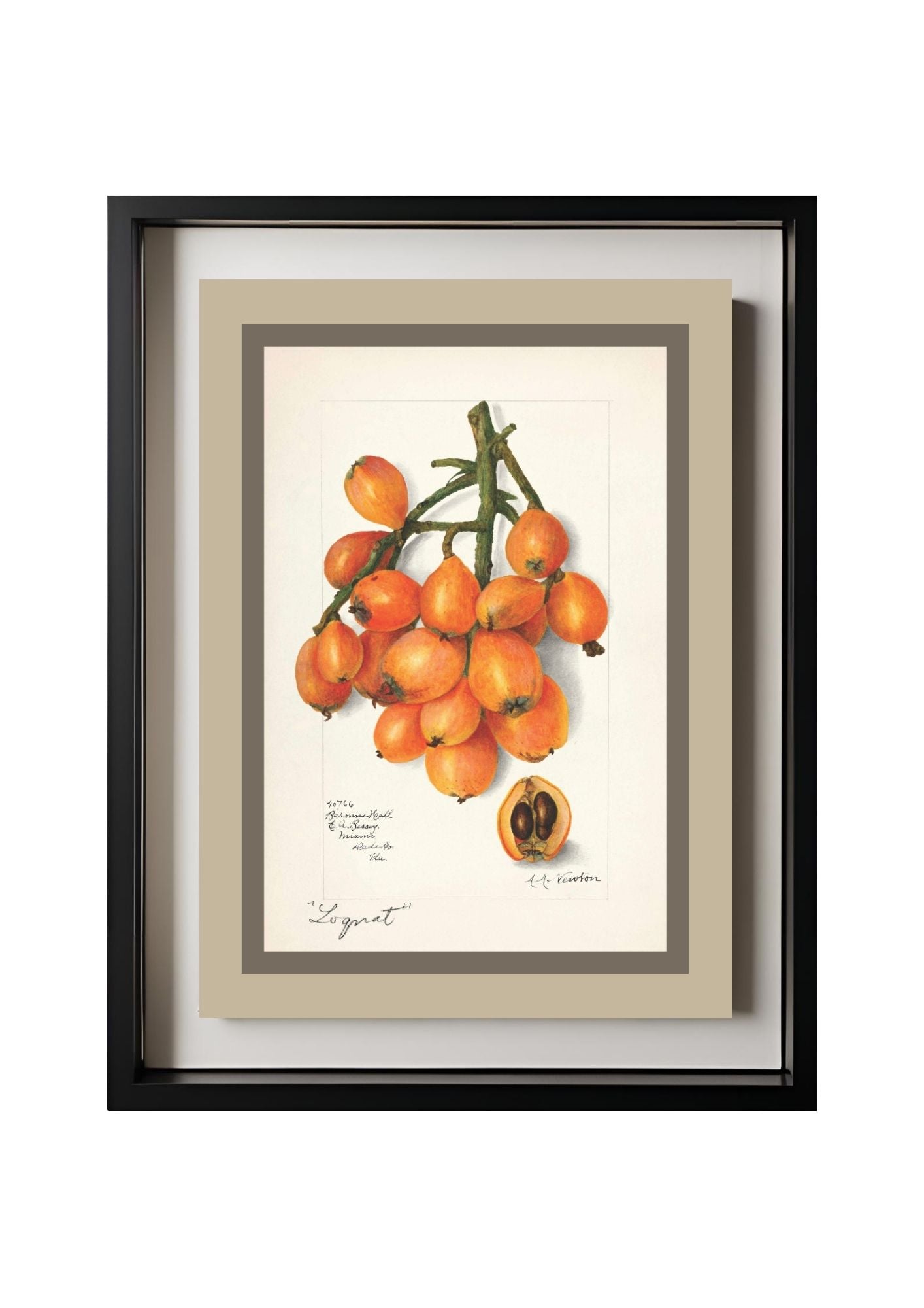 Loquats Eriobotrya Japonica