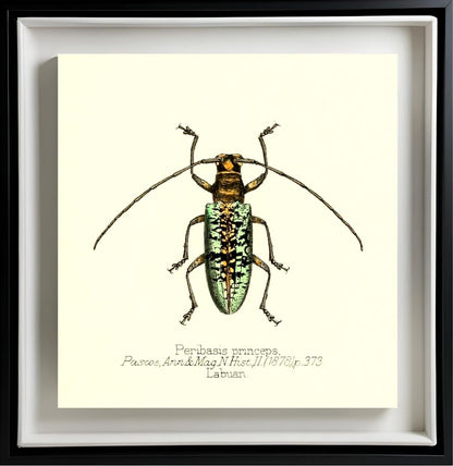 Peribasis Princeps