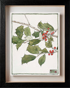 Holly