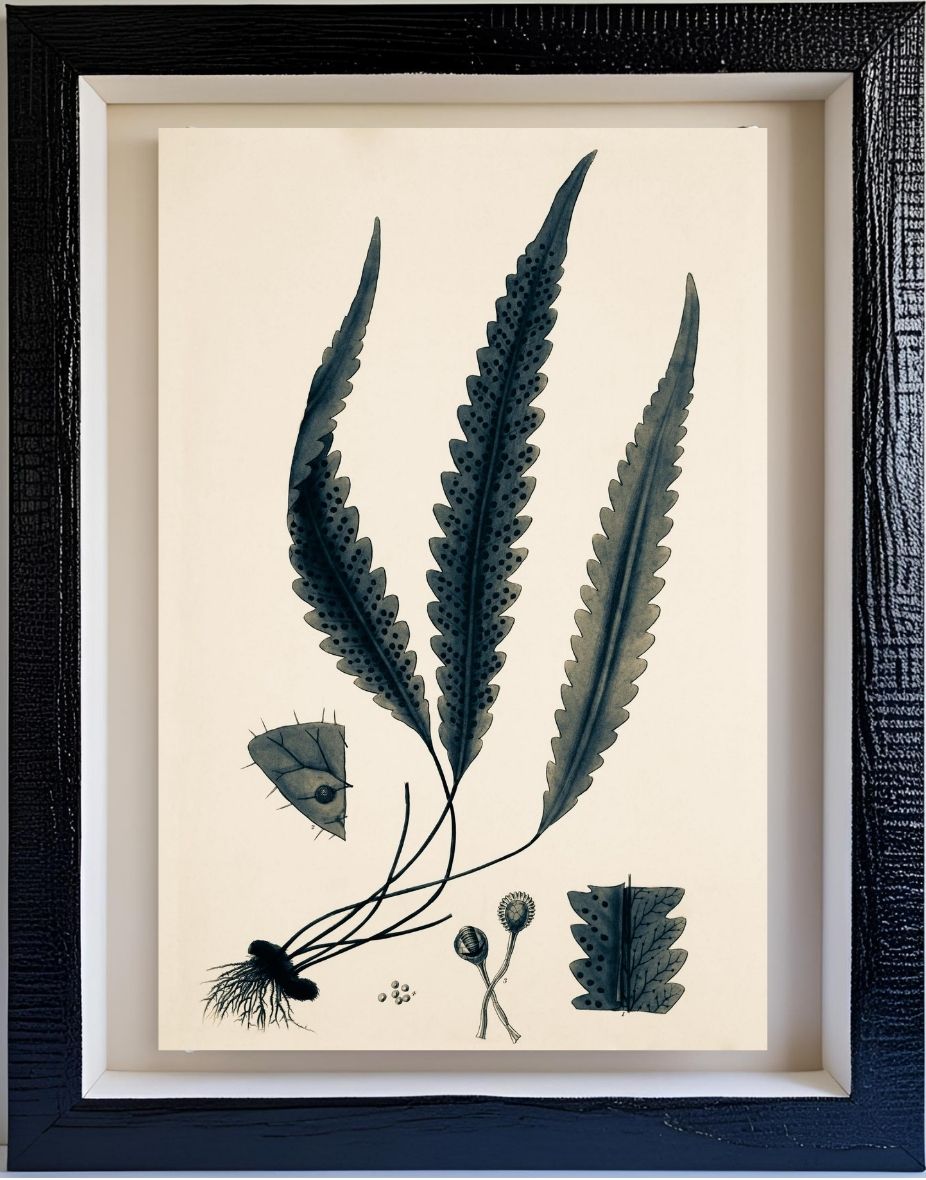 Polypodium Scolopendrioides