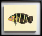 Scarus Quinque-Fasciatus