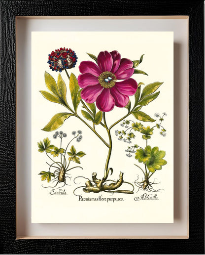 Corallina peony, Lady’s-mantle, Sanicle