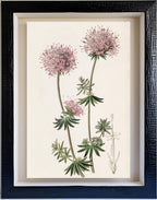 Long-styled Crucianella