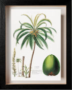 Le Cocotier (Cocos Mucifera)