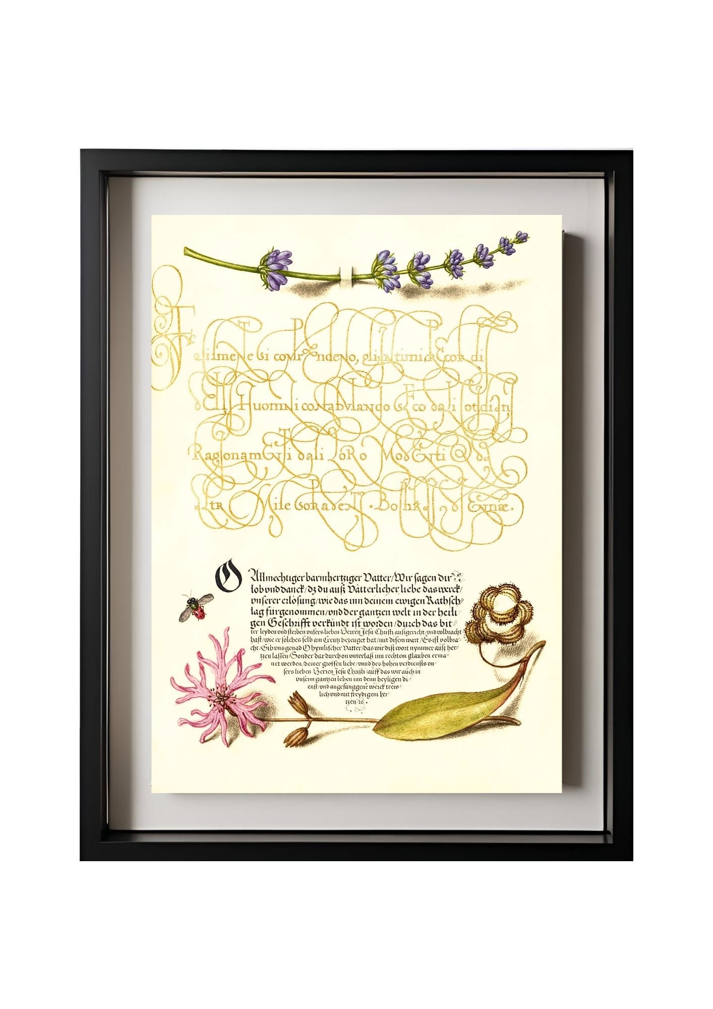 Hyssop, Insect, and Cuckoo Flower