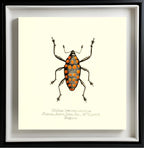 Cholus Haematostictus