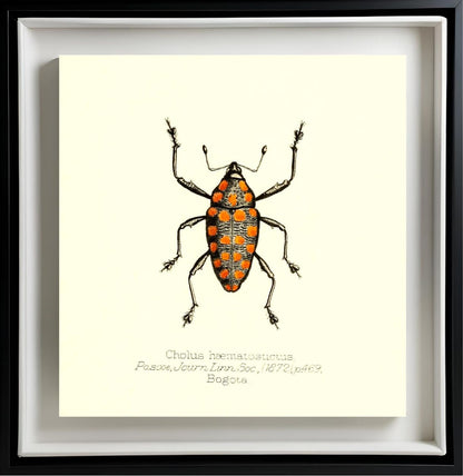 Cholus Haematostictus