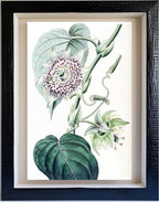 Strapped Passion-flower