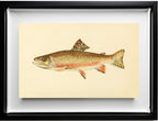 The Brook Trout (Adult Male) Salvelinus-Fontinalis (early fall coloration)