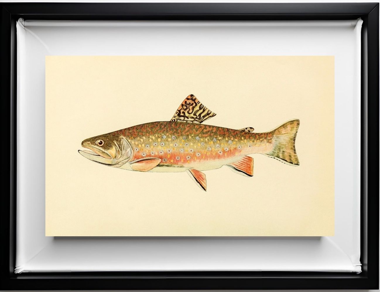The Brook Trout (Adult Male) Salvelinus-Fontinalis (early fall coloration)
