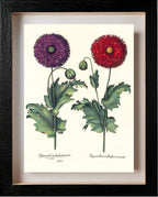 Lacy double-flowered garden poppies