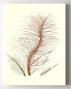 Gorgonia fetofa