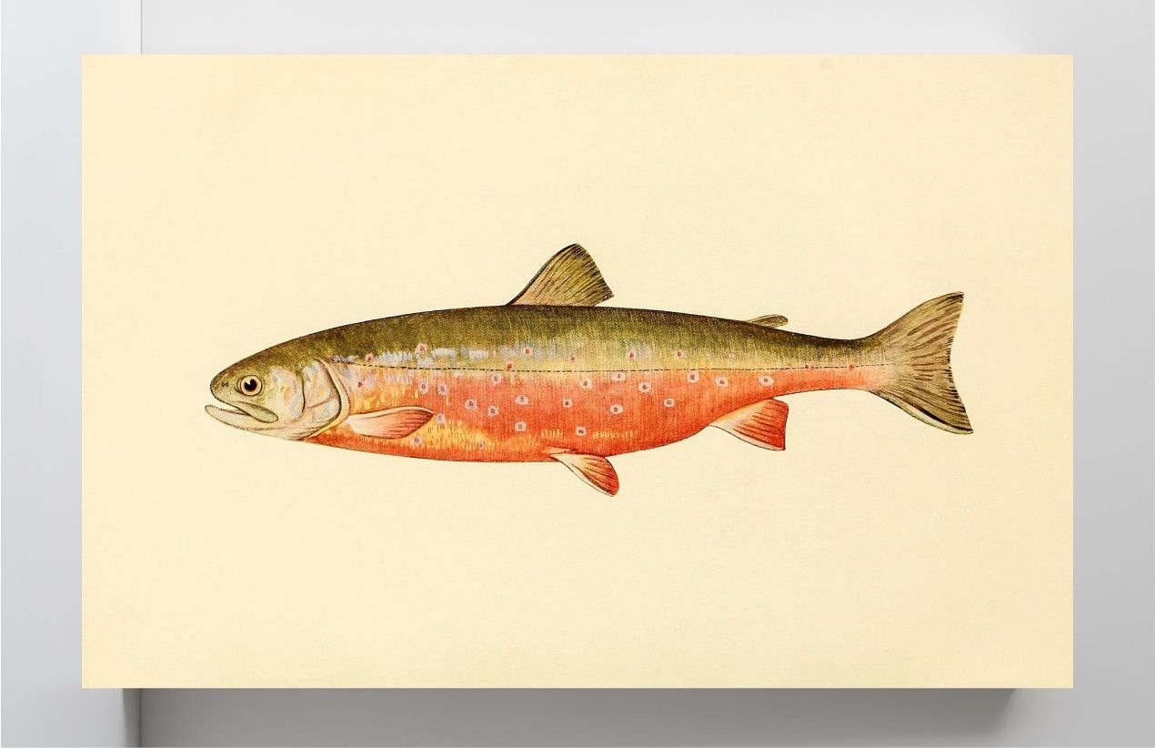 The Sunapee Trout (Adult Male) Salvelinus-Aureolus