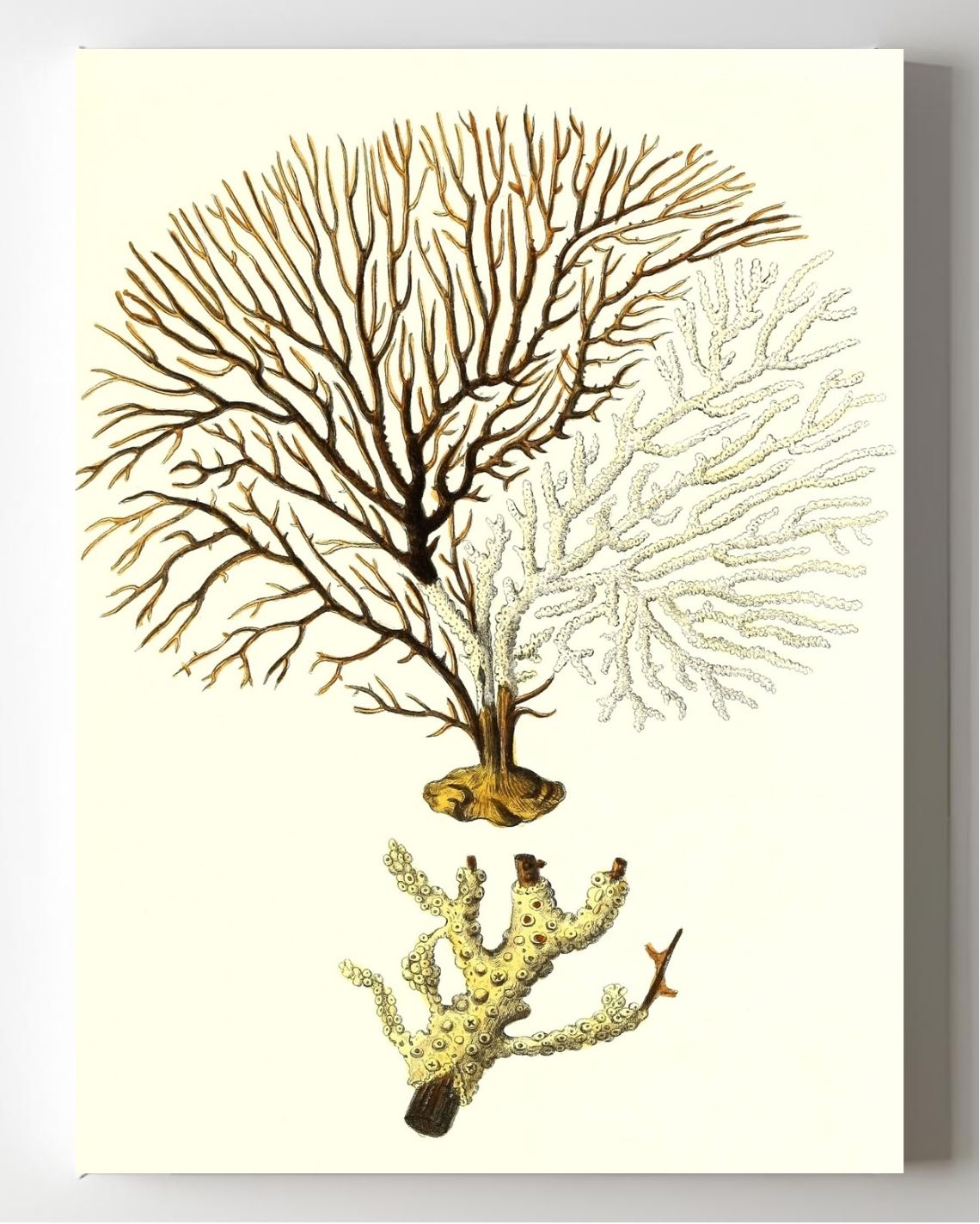 Gorgonia tuberculata