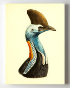 Casuarius Casuarius Intensus