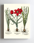 Late multiflorous red tulip, Summer snowflake, et al