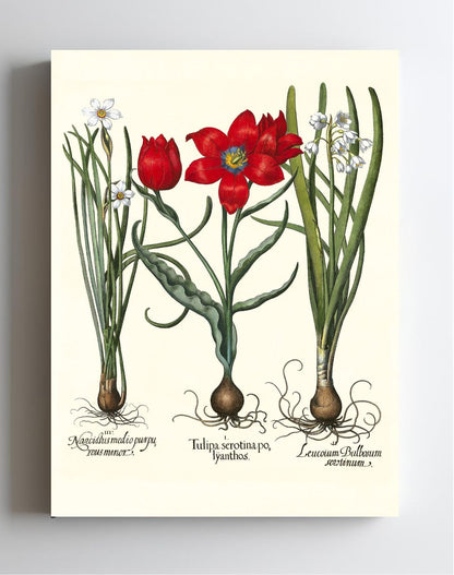 Late multiflorous red tulip, Summer snowflake, et al