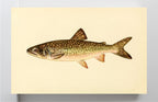 The Great Lake Trout (Adult Male) Christivomer-Namaycush
