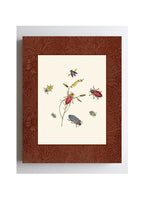 Beetles 2