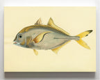 Scomber Heberi