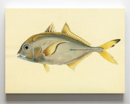 Scomber Heberi