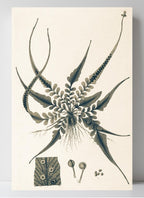 Aspidium Rhizophyllum