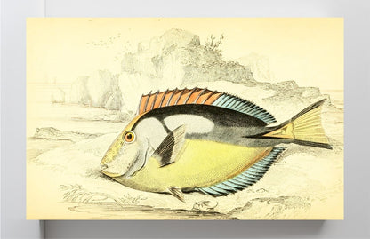 Yellow-Bellied Acanthurus