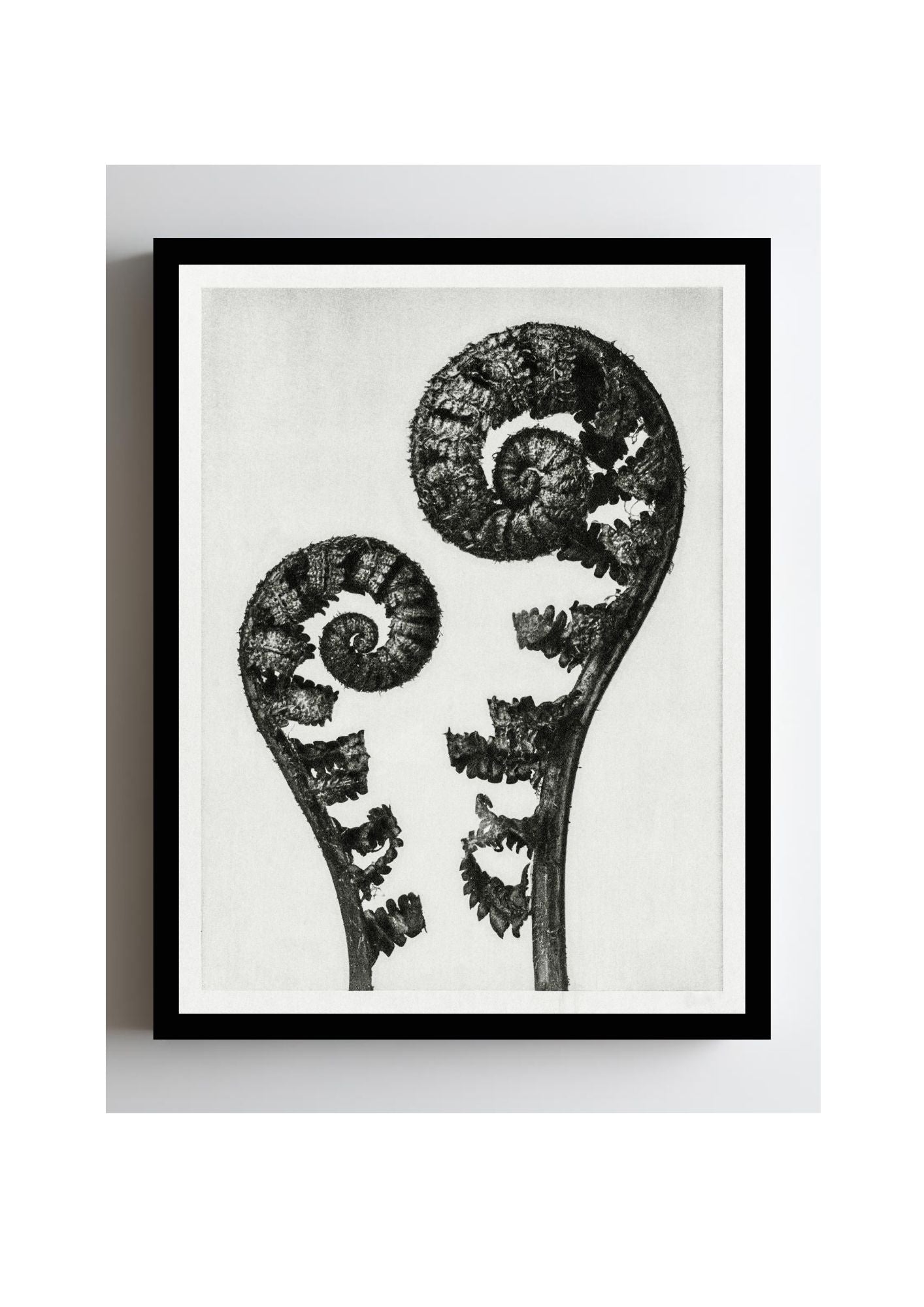Aspidium Filix Mas (Shield Fern Fronds)