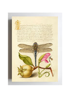 Dragonfly, Pear, Carnation, and Insect