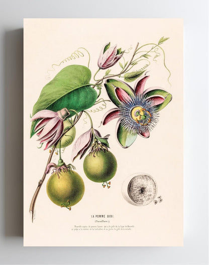 La Pomme Bibi (Passiflora)
