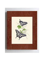 Papilio antinous