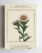 Common Carline