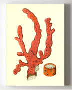 Alcyonium arboreum